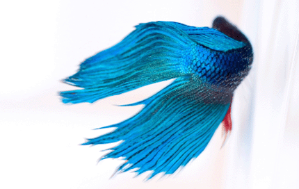 Pictures of Betta Fish to Identify a Betta Illness