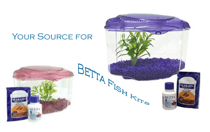 betta fish starter kit